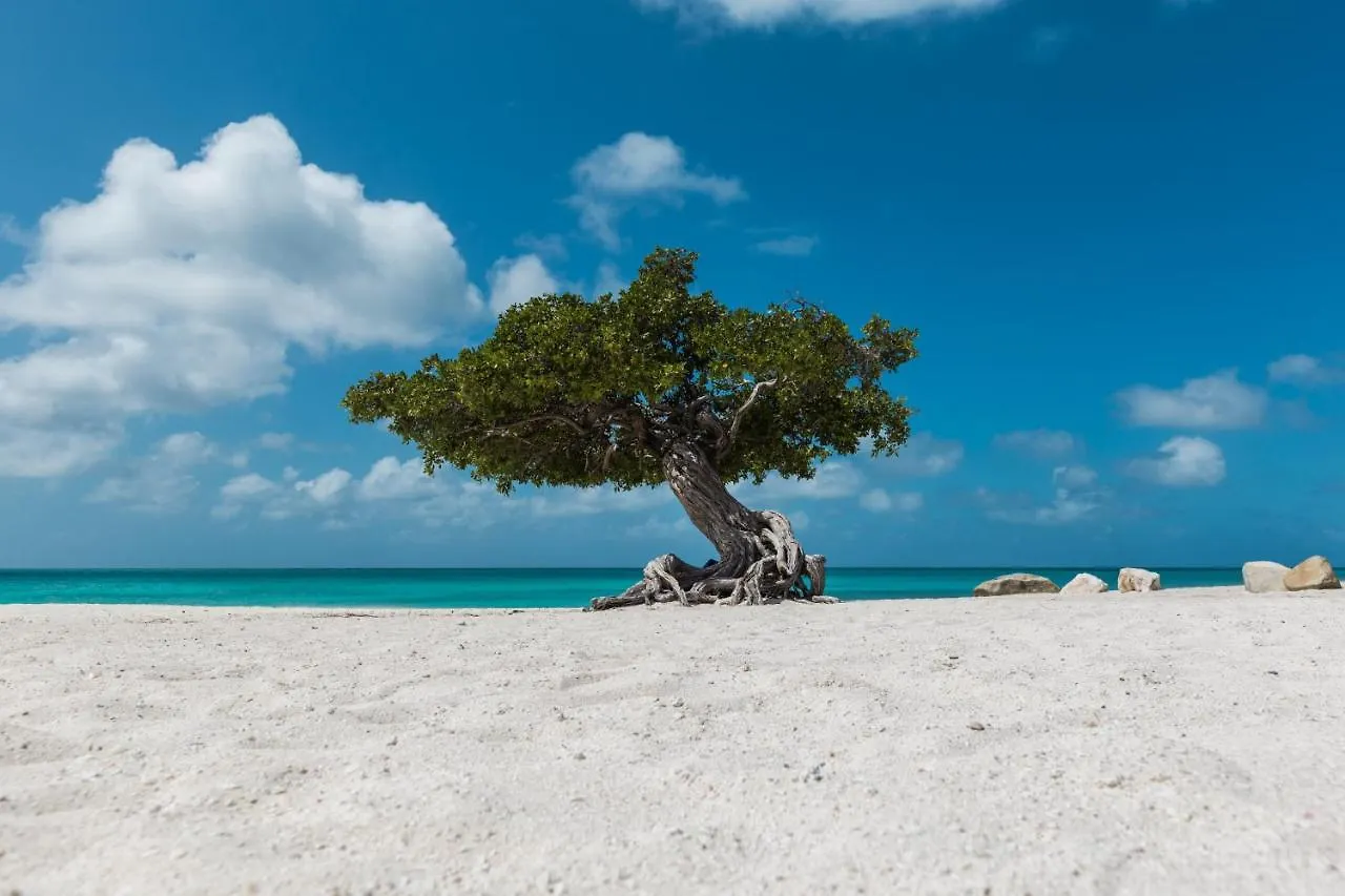 Dom wakacyjny Willa Caya Erasmus 20 Tanki Lender Aruba